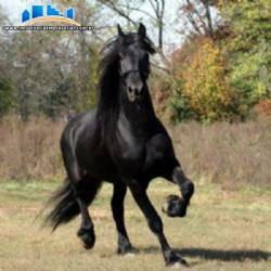 Industria para nutri��o animal